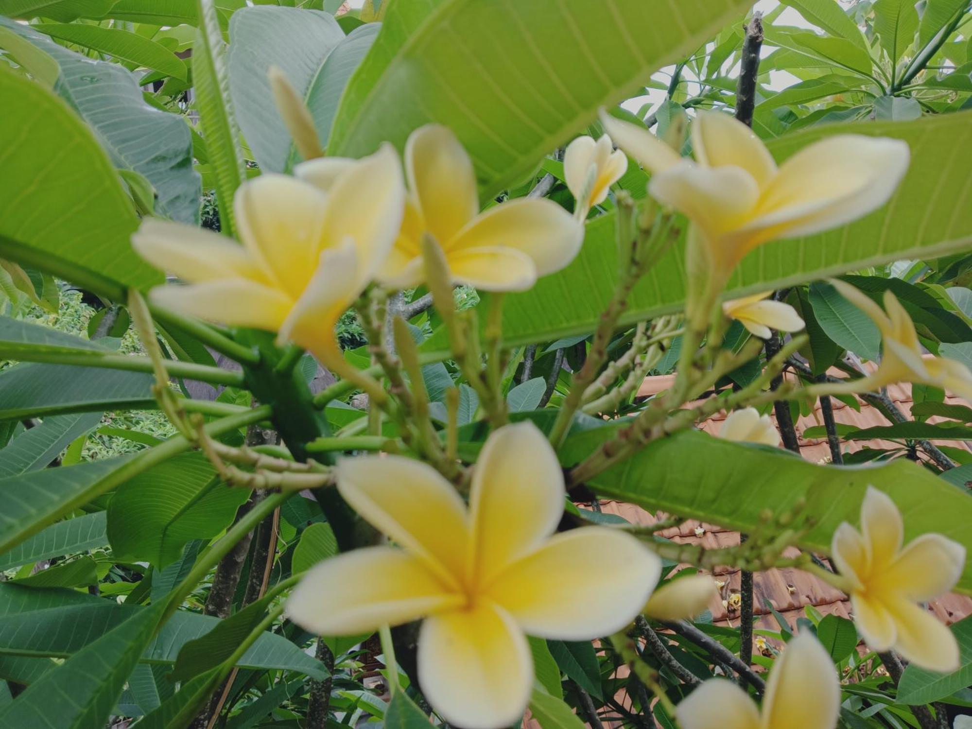 Sudana Homestay Ubud Esterno foto